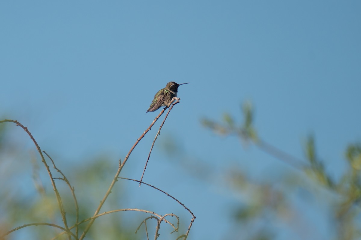 Black-chinned Hummingbird - ML619893970