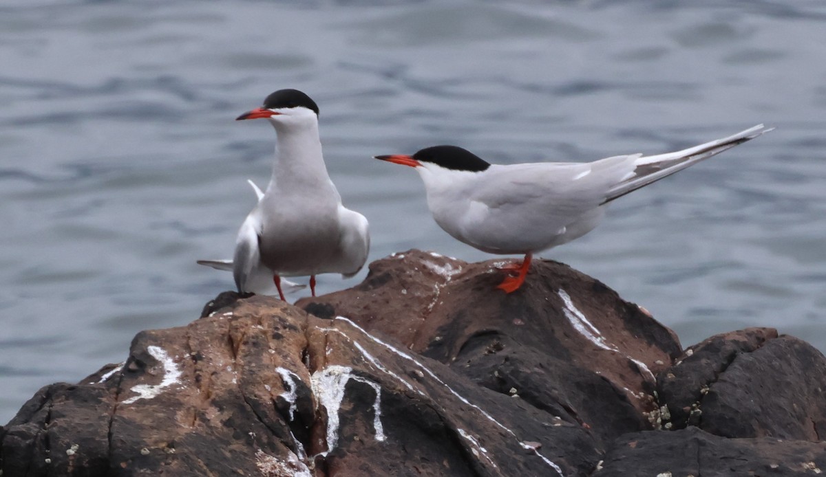 Common Tern - Jan Harm Wiers