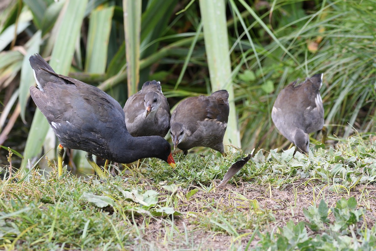 Eurasian Moorhen - ML619893979