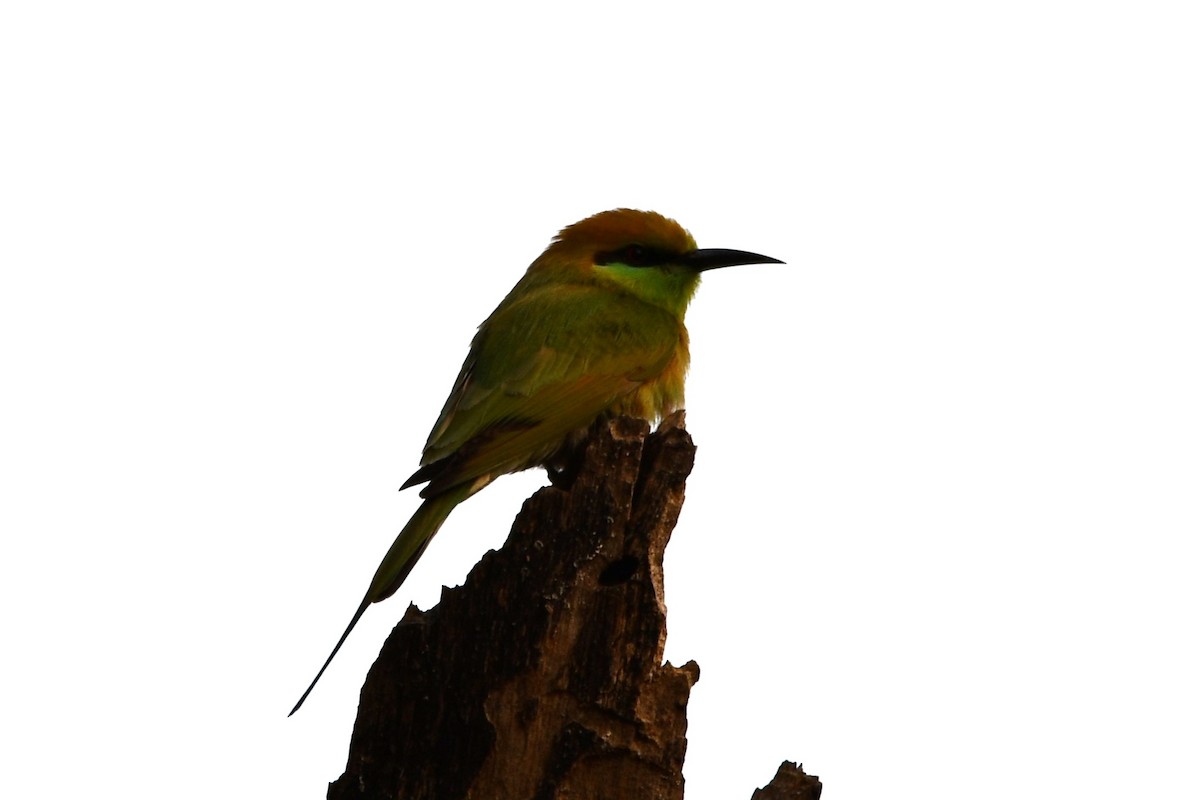 Asian Green Bee-eater - ML619893991
