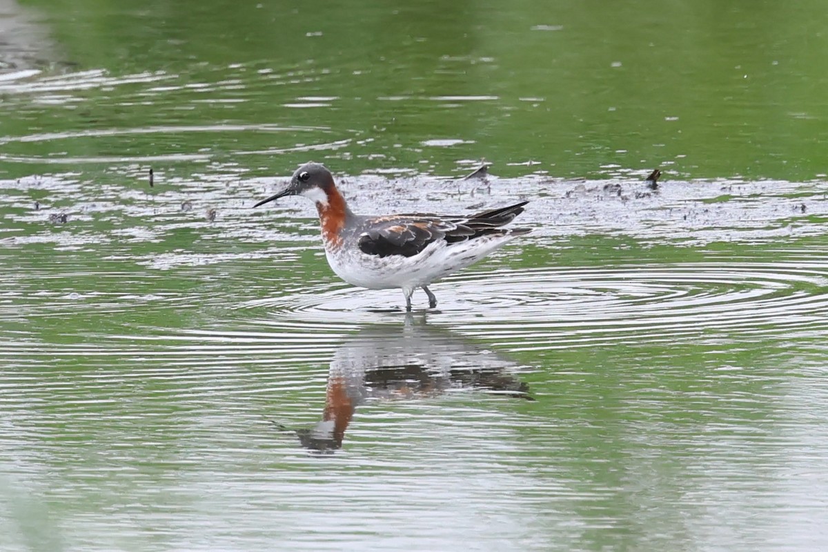 Red-necked Phalarope - ML619893996