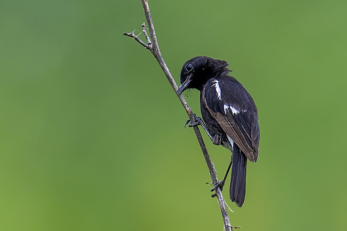 Pied Bushchat - ML619894006