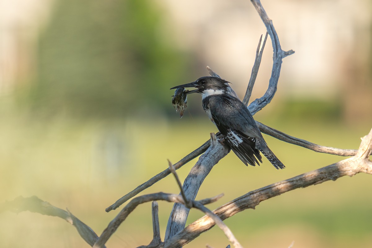 Belted Kingfisher - ML619894007