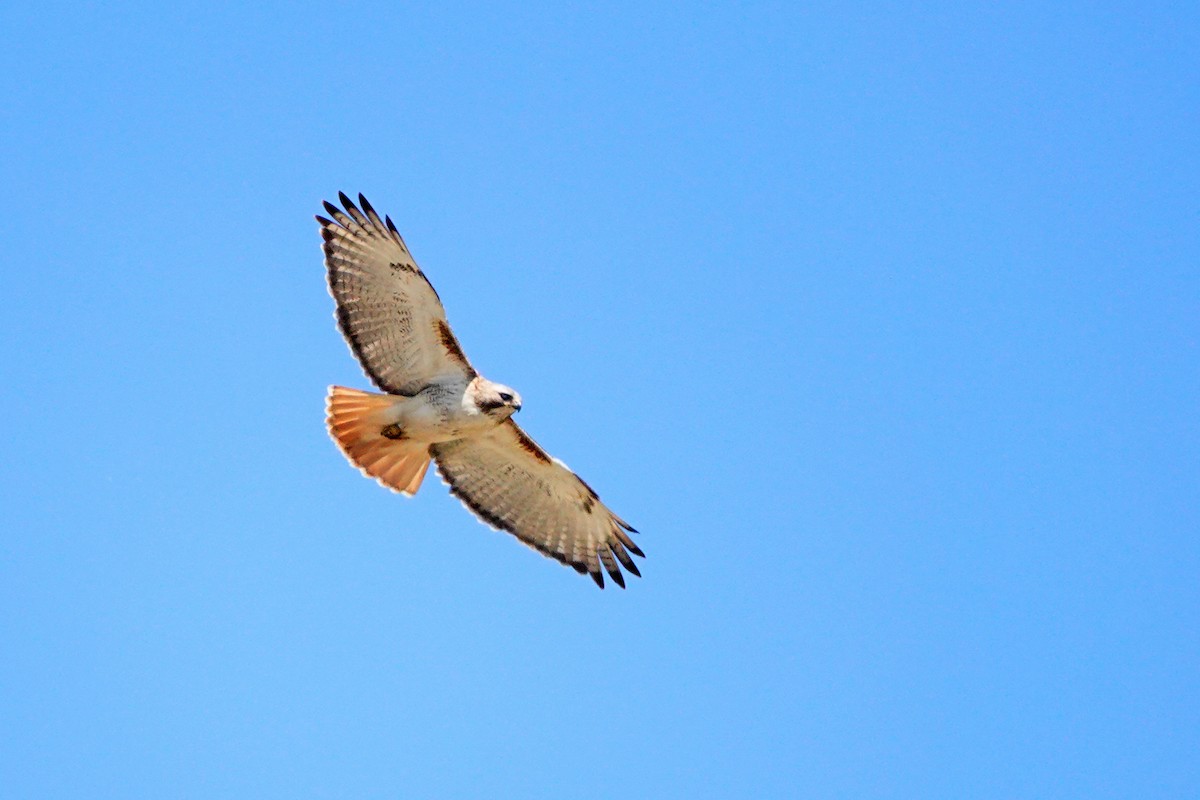 Red-tailed Hawk - ML619894021