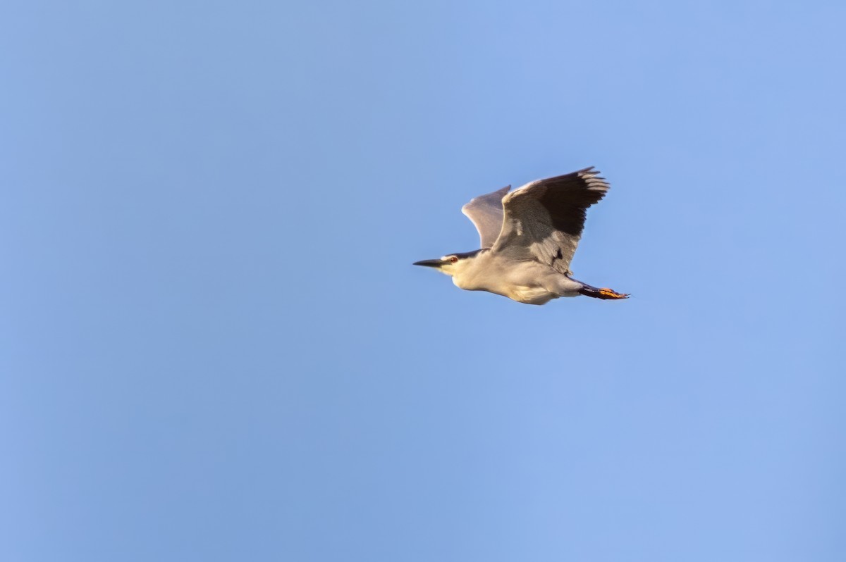 Black-crowned Night Heron - ML619894022