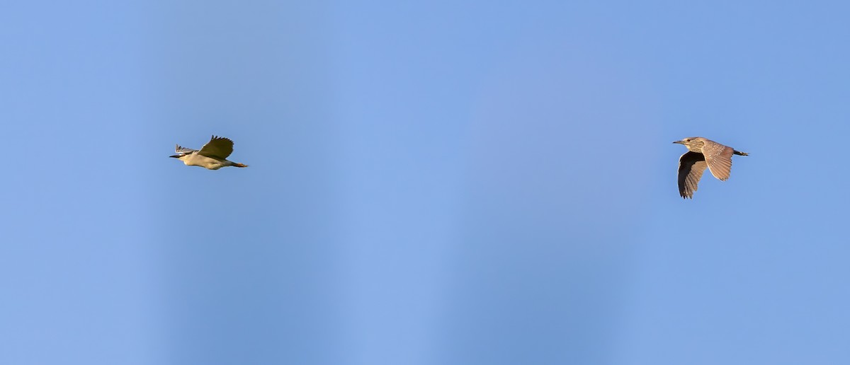 Black-crowned Night Heron - ML619894025