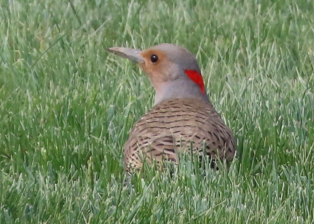 Northern Flicker (Yellow-shafted) - ML619894037