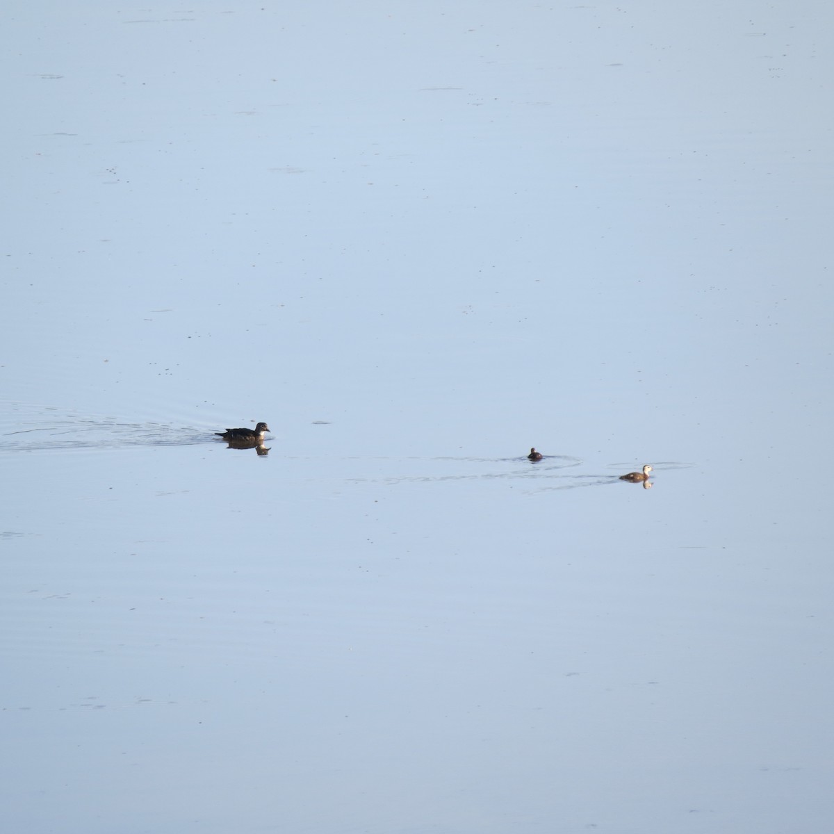 Wood Duck - ML619894039