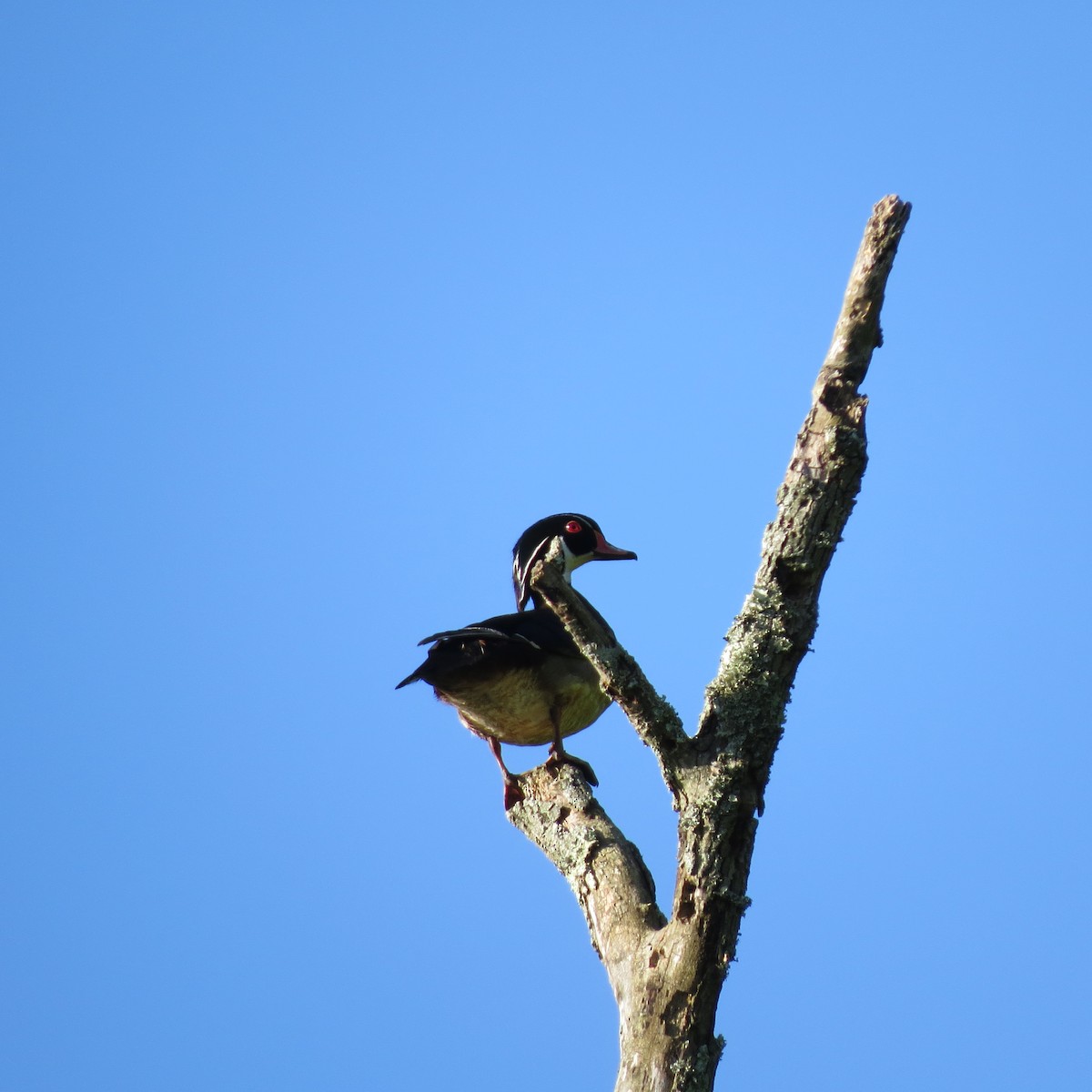 Wood Duck - ML619894042