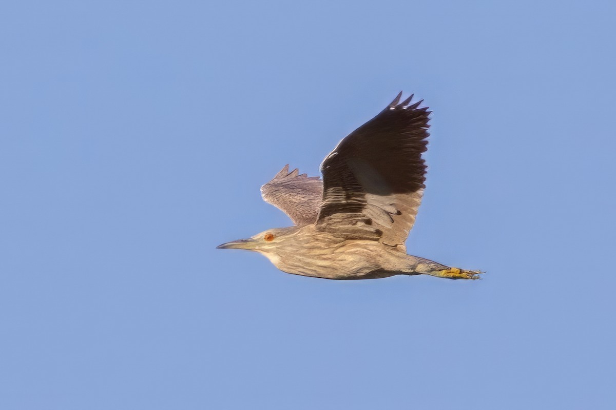 Black-crowned Night Heron - ML619894044