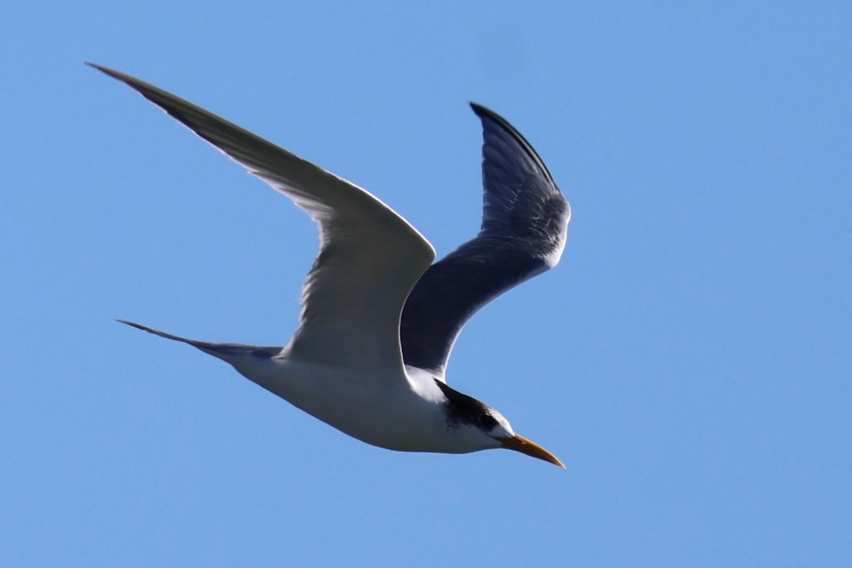 Great Crested Tern - ML619894052