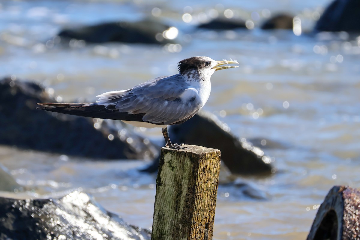 Great Crested Tern - ML619894053
