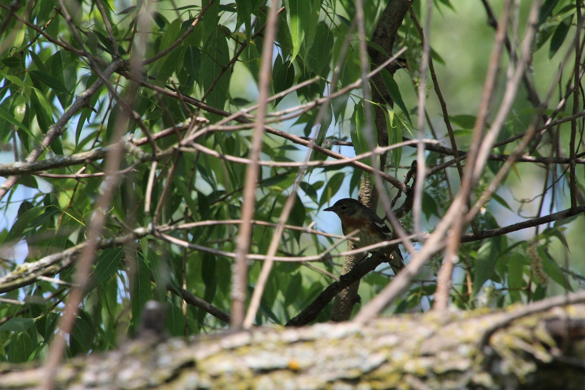 Bay-breasted Warbler - ML619894068