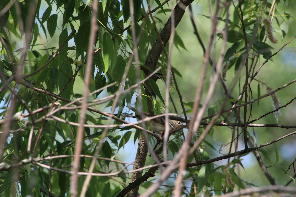 Bay-breasted Warbler - ML619894069