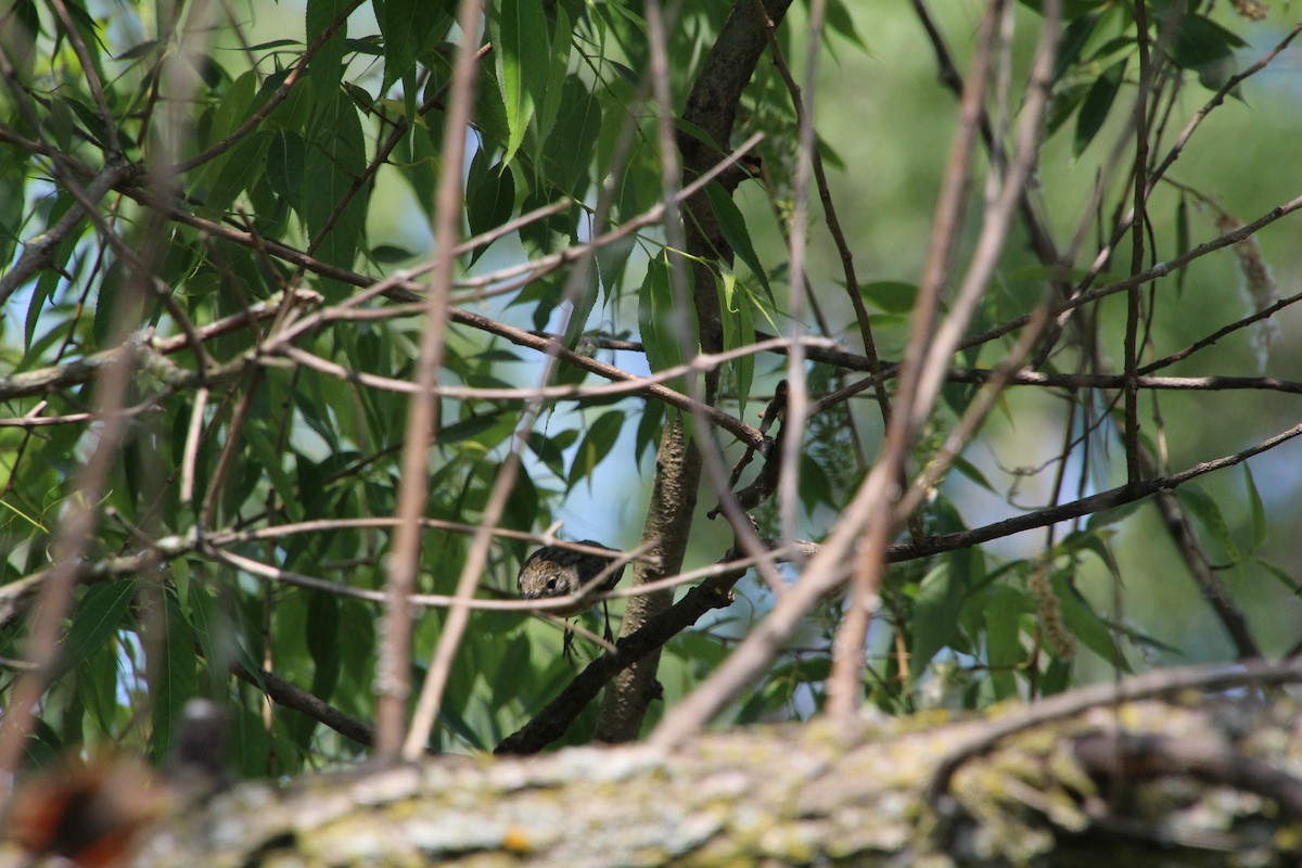 Bay-breasted Warbler - ML619894070