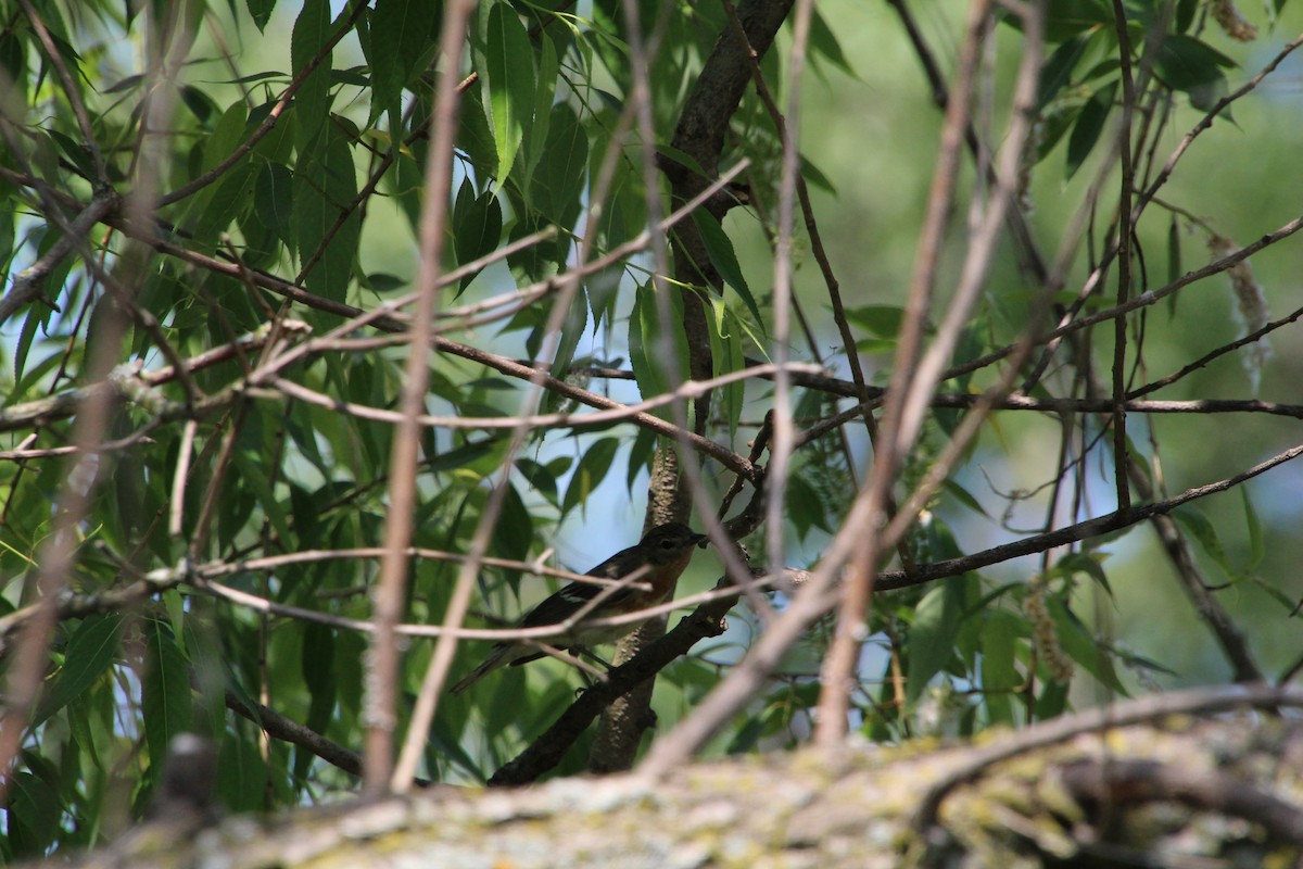 Bay-breasted Warbler - ML619894071