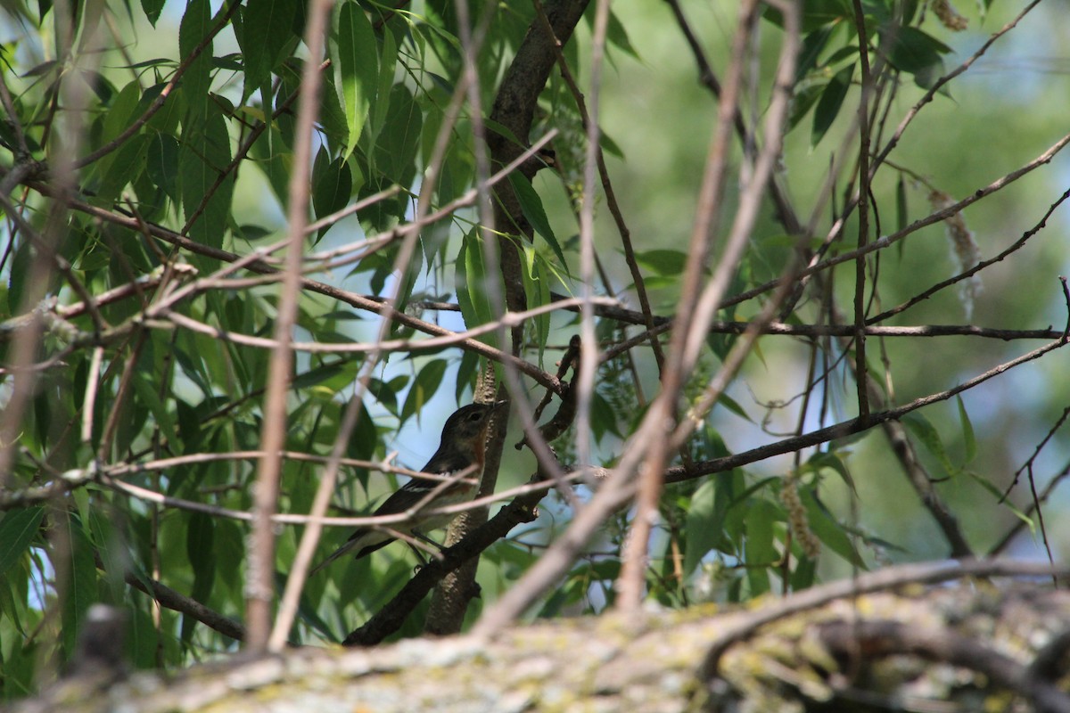 Bay-breasted Warbler - ML619894075