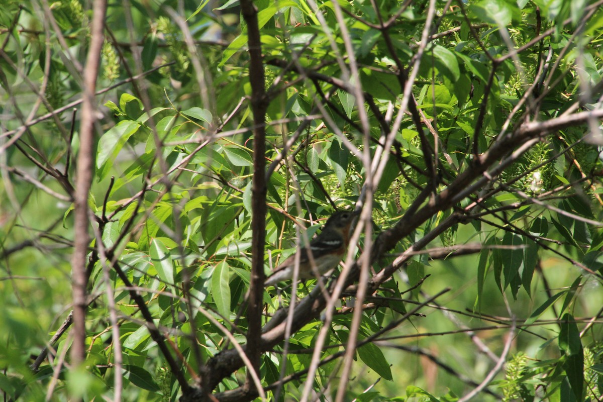 Bay-breasted Warbler - ML619894076