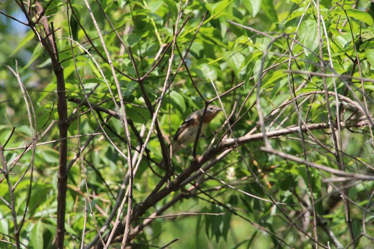 Bay-breasted Warbler - Ann Monk