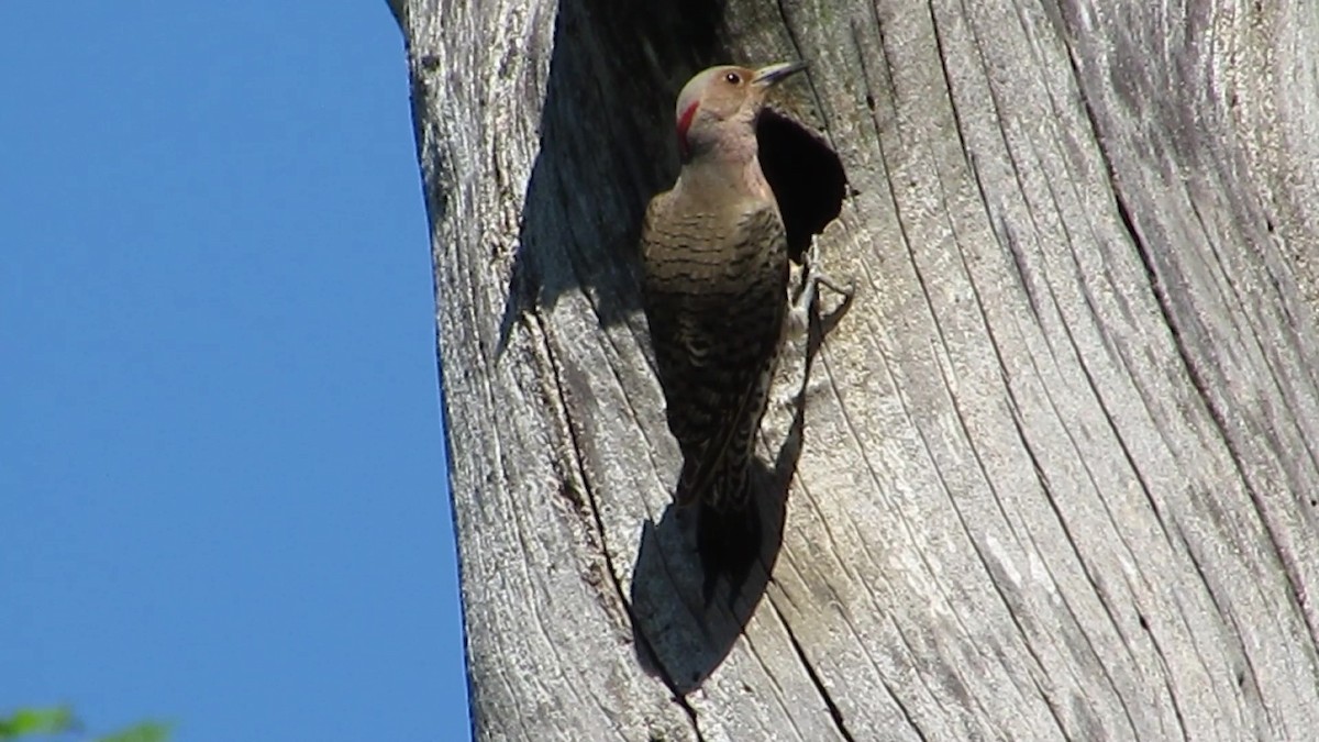 Northern Flicker (Yellow-shafted) - ML619894080