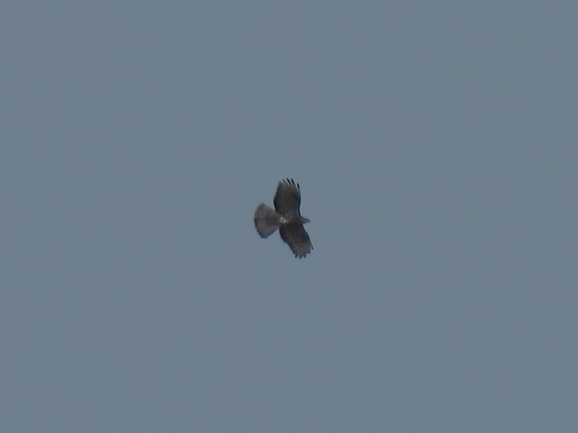 European Honey-buzzard - ML619894082