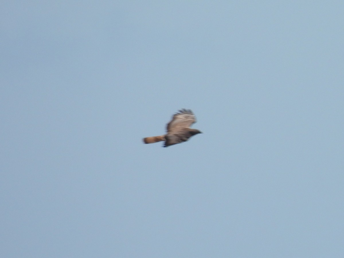 European Honey-buzzard - ML619894083