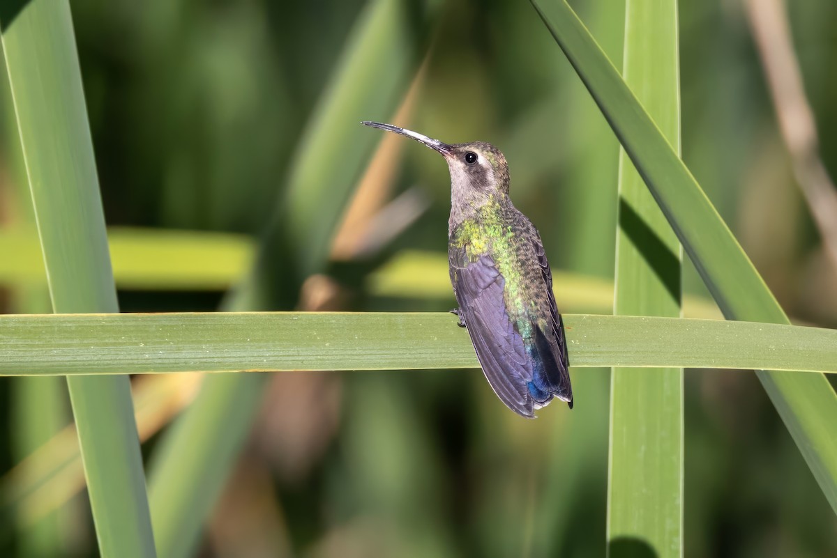 Broad-billed Hummingbird - ML619894084