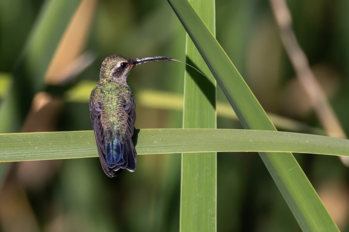 Broad-billed Hummingbird - ML619894097