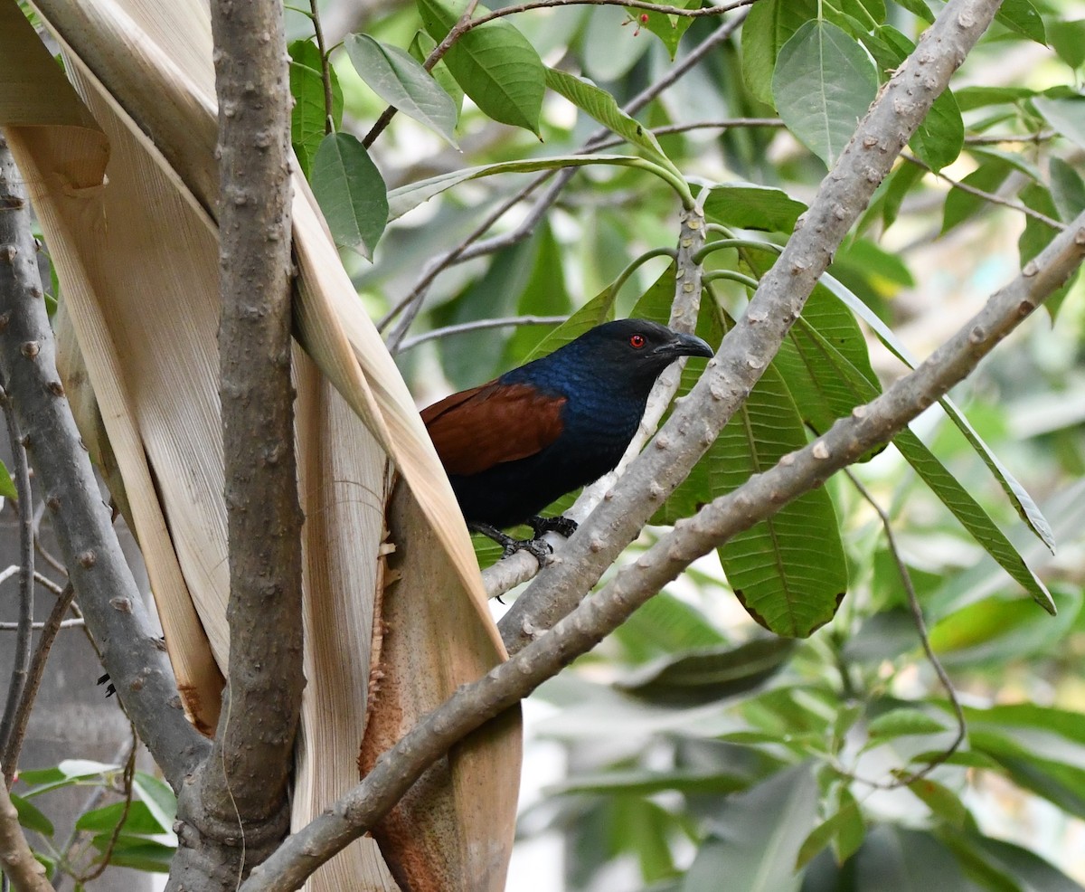 Greater Coucal - ML619894101