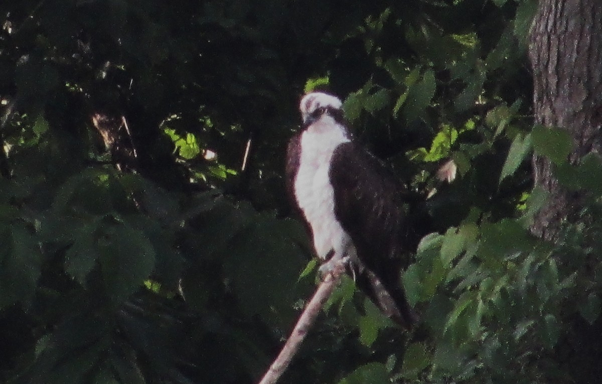 Balbuzard pêcheur - ML619894127