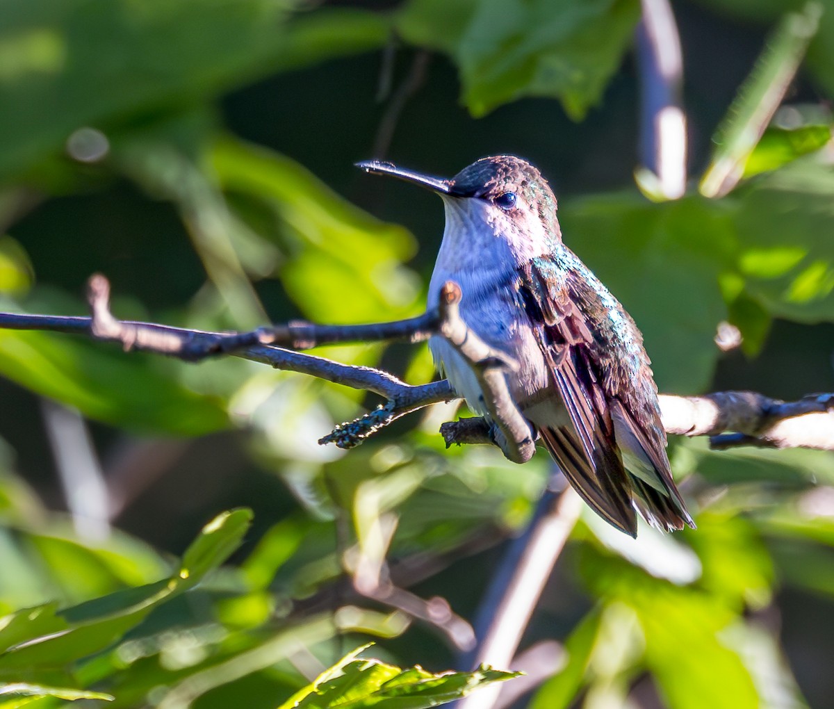 Ruby-throated Hummingbird - ML619894135