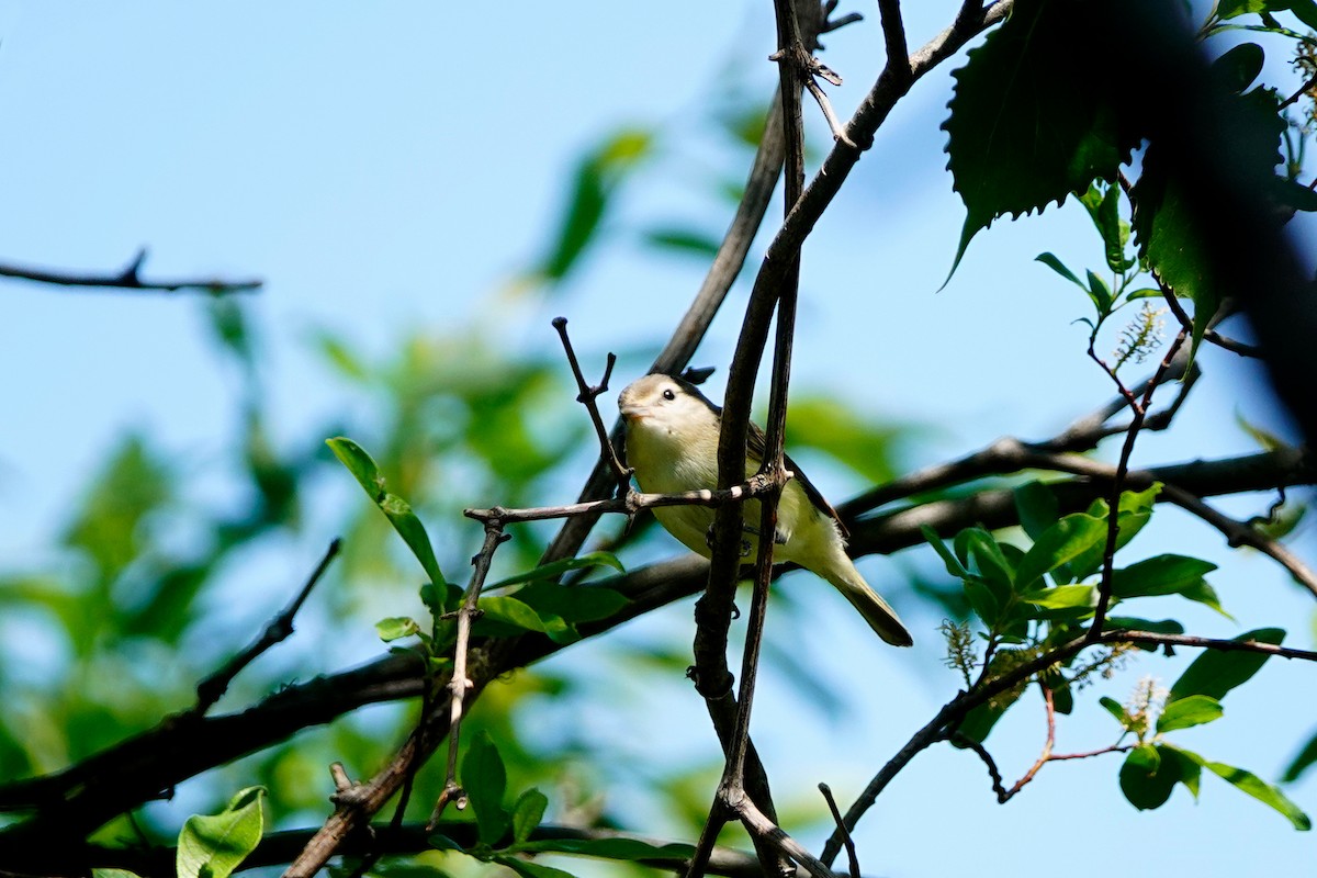 Warbling Vireo - ML619894139