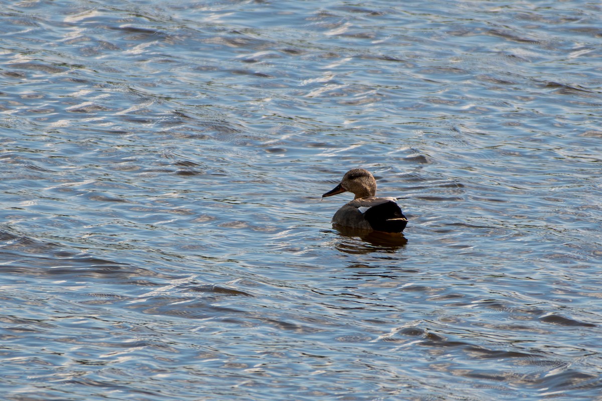 Gadwall - ML619894143