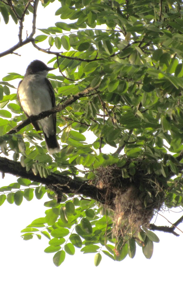 Eastern Kingbird - ML619894147