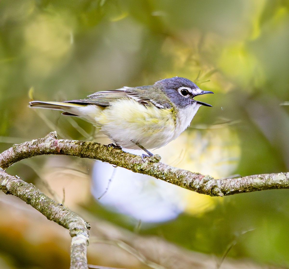 Blue-headed Vireo - ML619894183