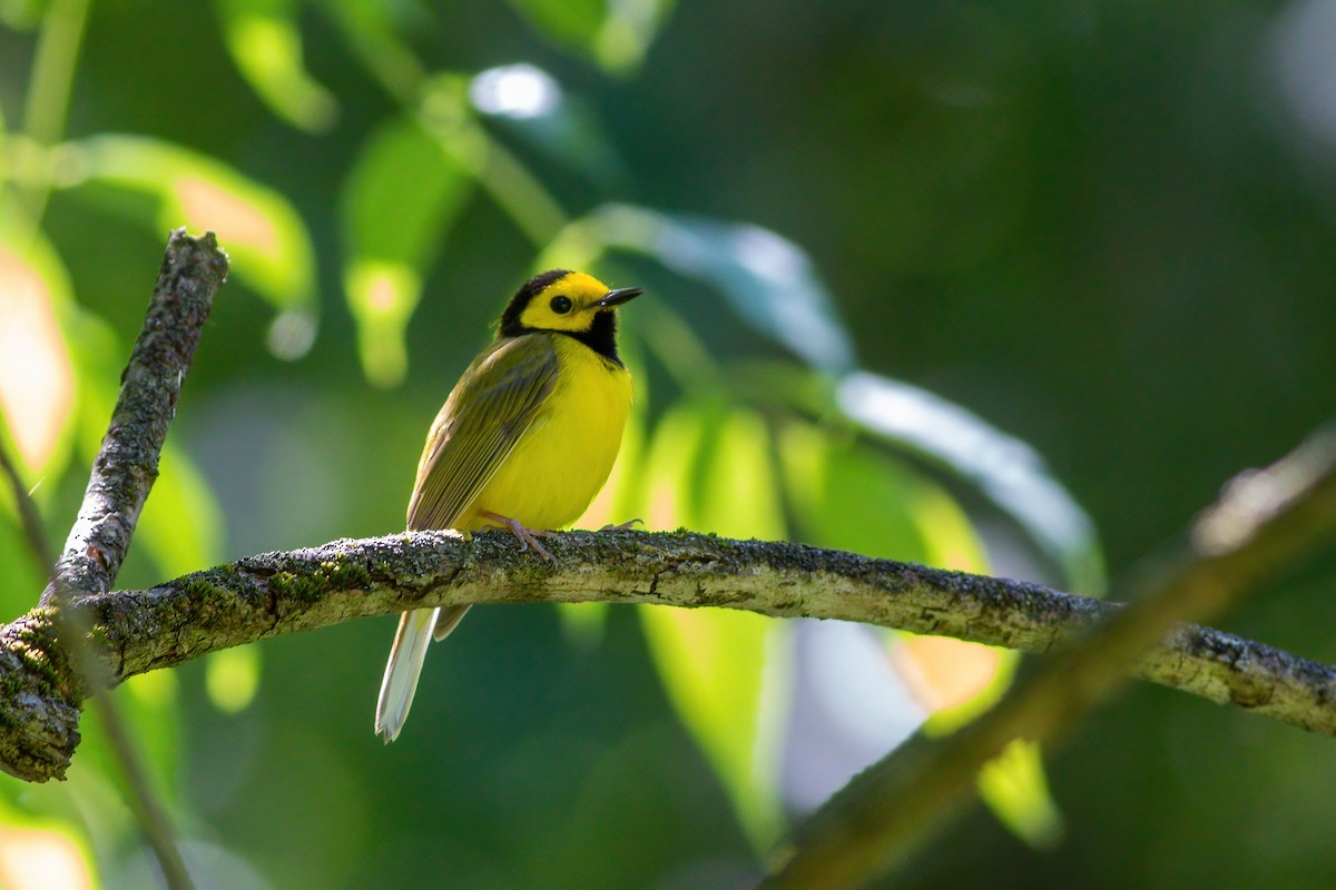 Hooded Warbler - ML619894191