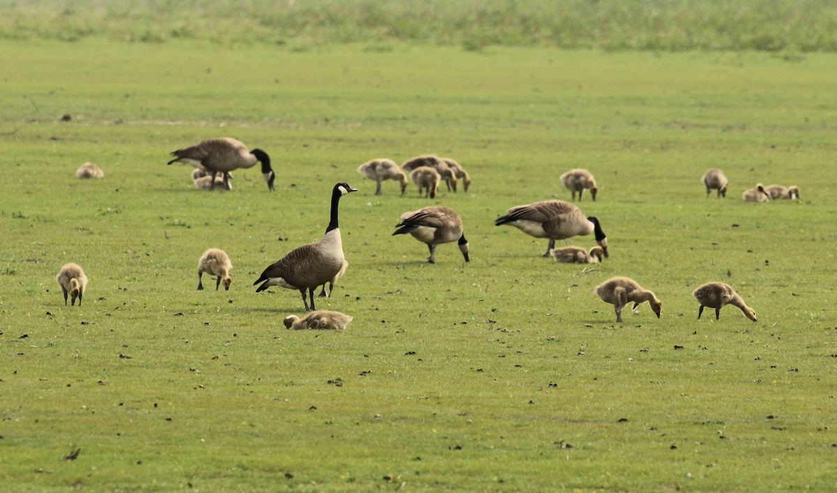 Canada Goose - ML619894192