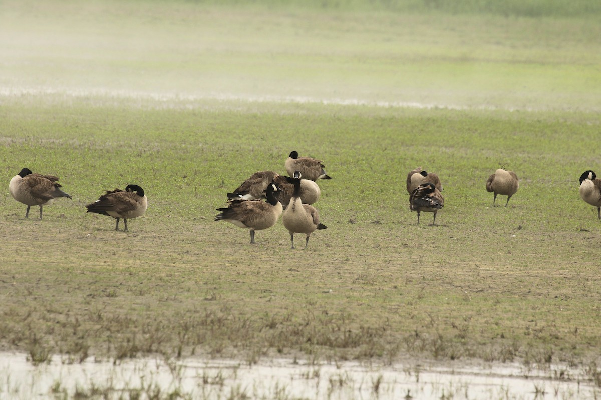 Canada Goose - ML619894193