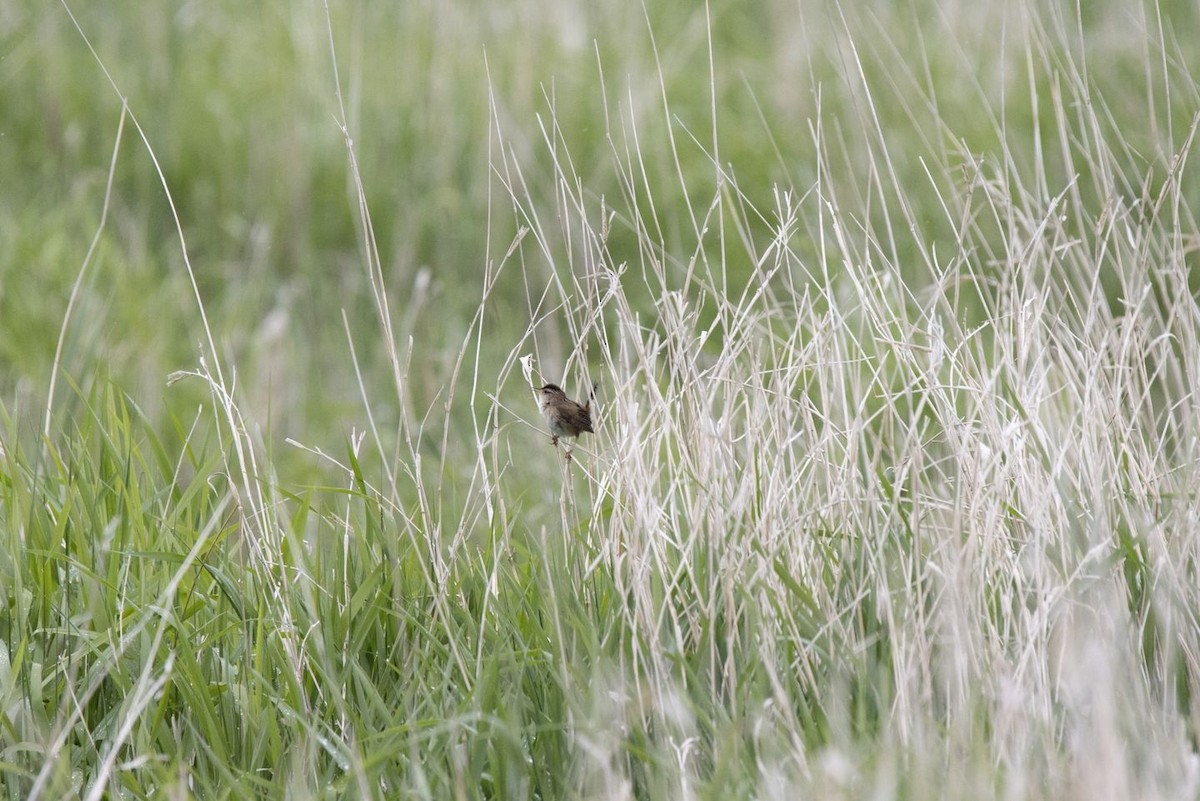 Marsh Wren - ML619894198