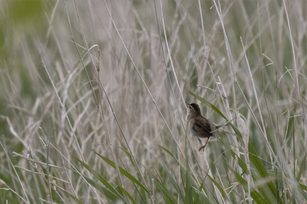 Marsh Wren - ML619894199