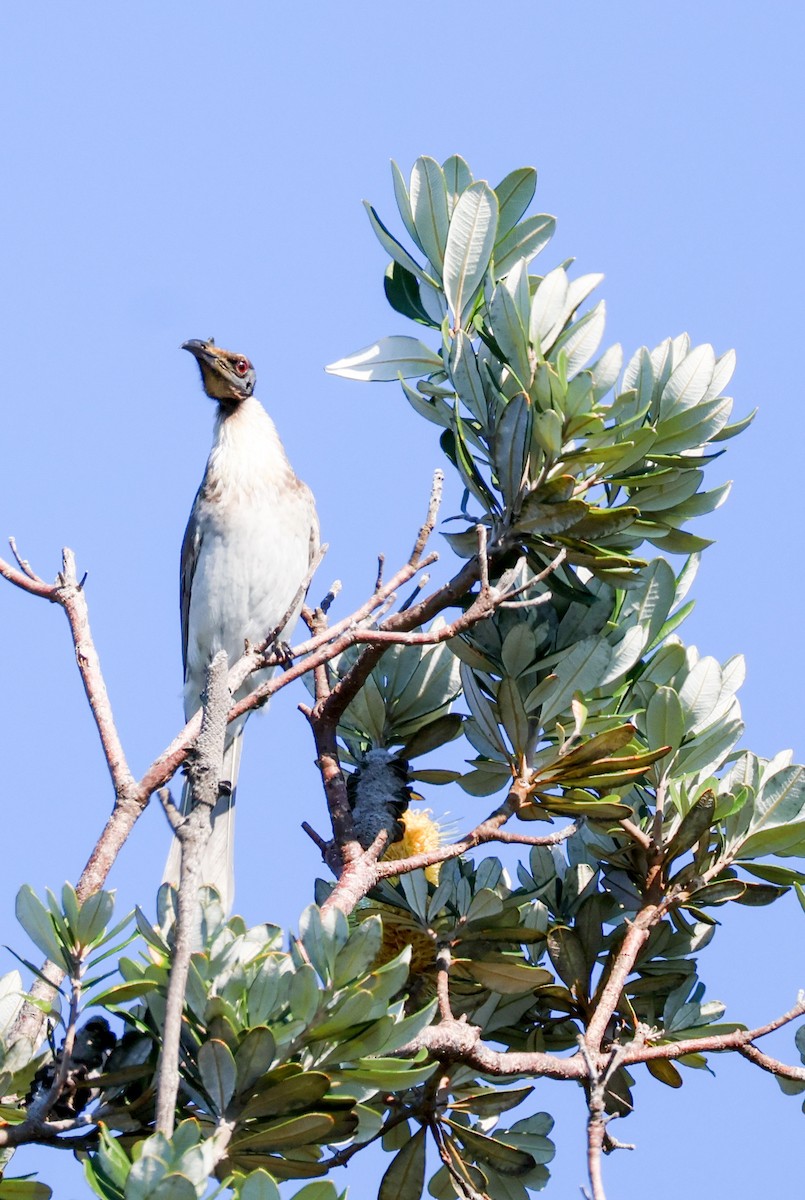 Noisy Friarbird - ML619894202