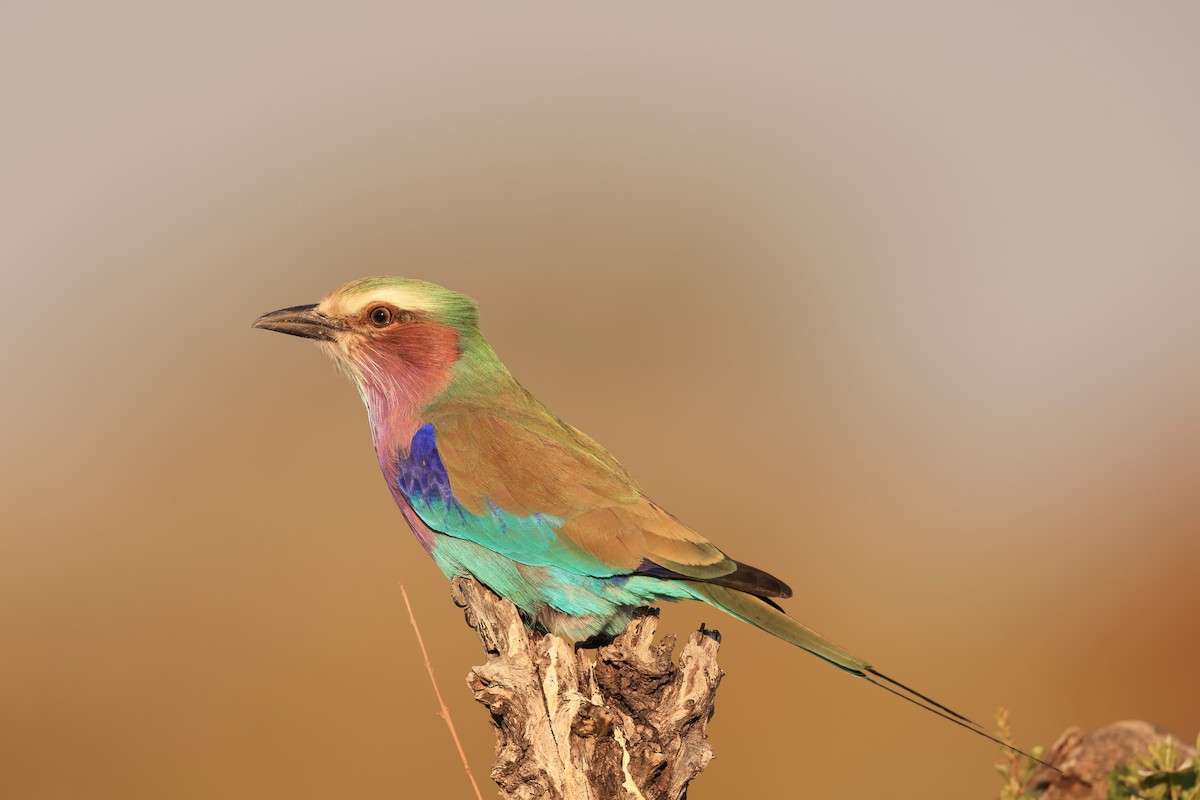 Lilac-breasted Roller - ML619894208