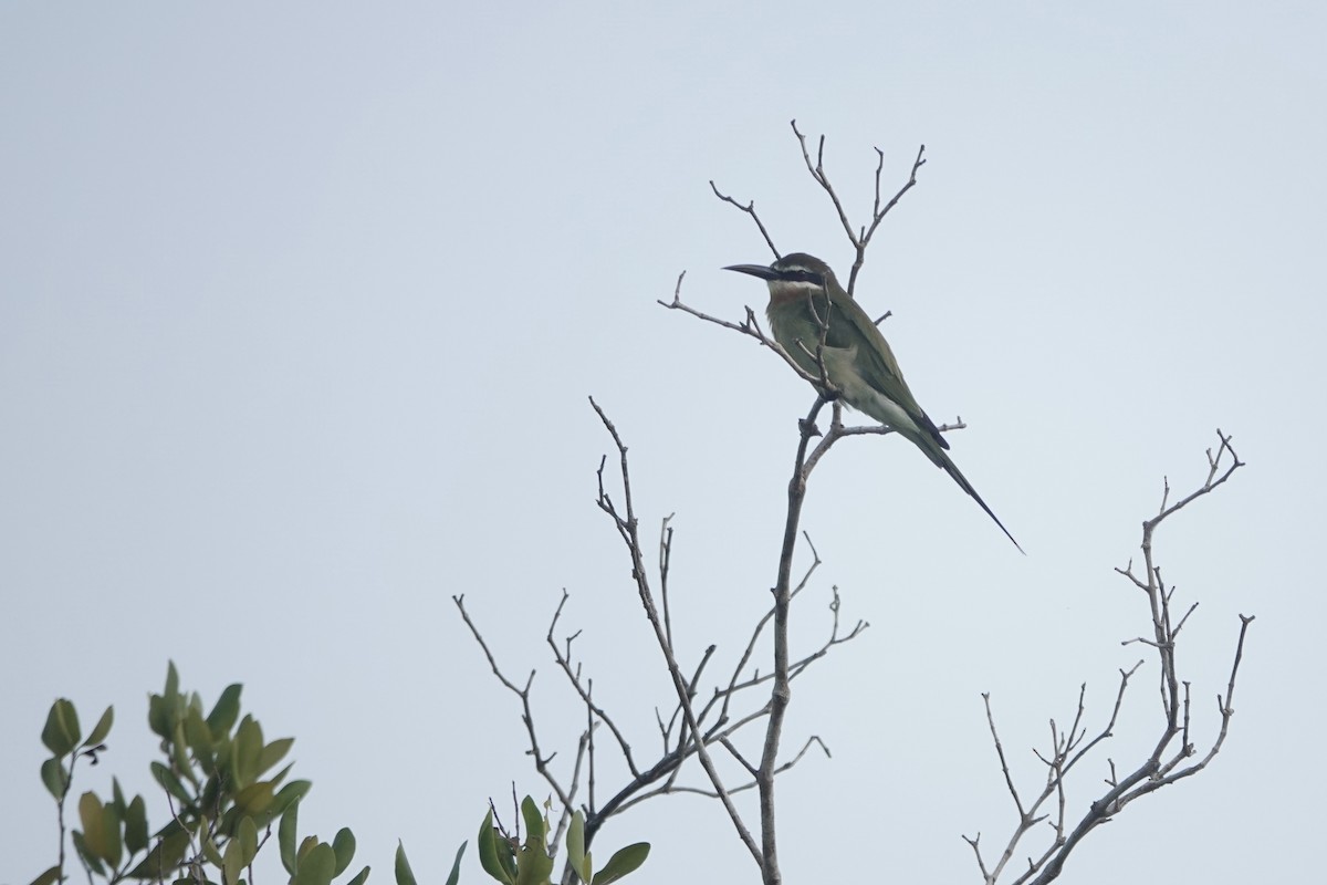 Madagascar Bee-eater - ML619894227