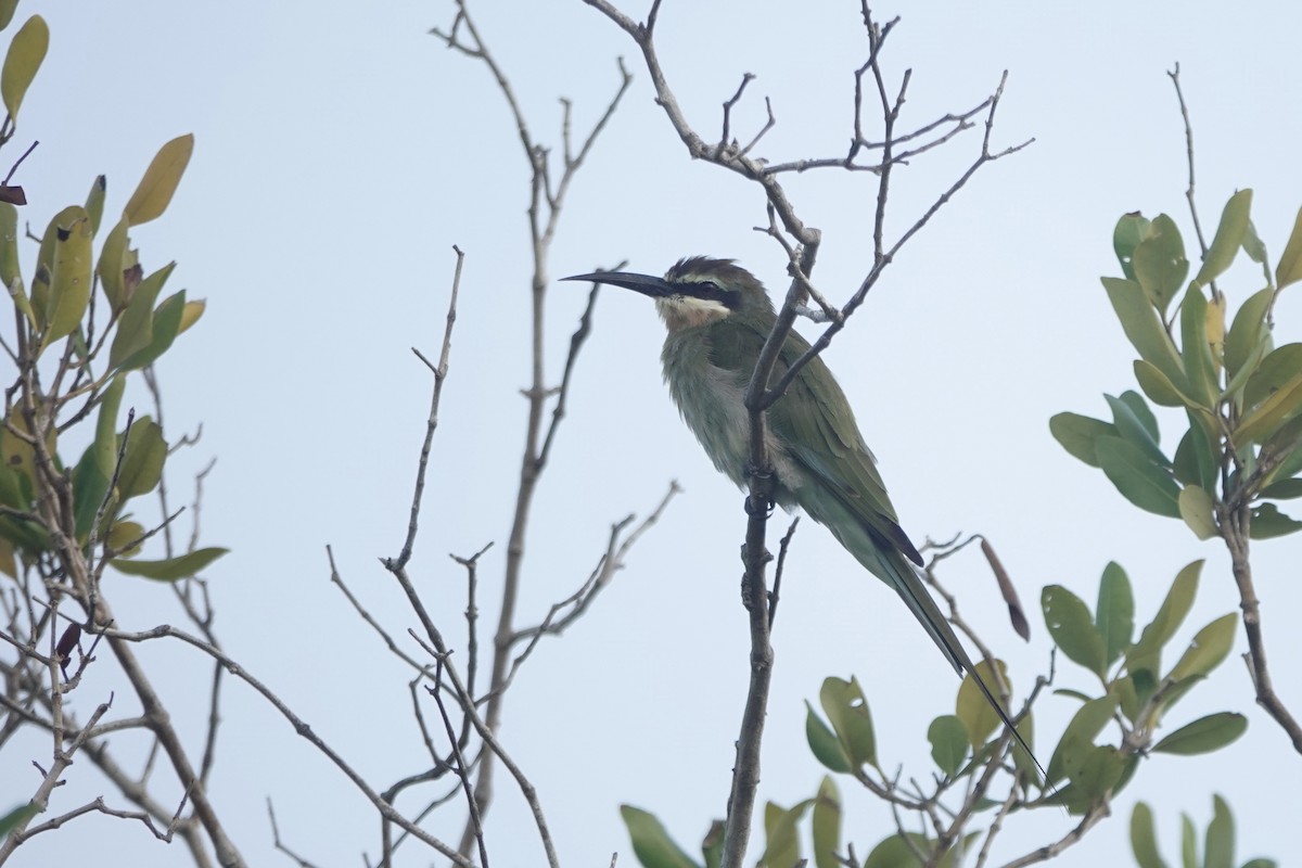 Madagascar Bee-eater - ML619894228