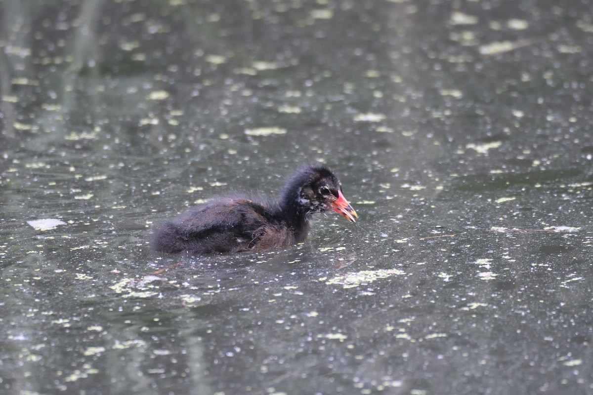 Eurasian Moorhen - ML619894231