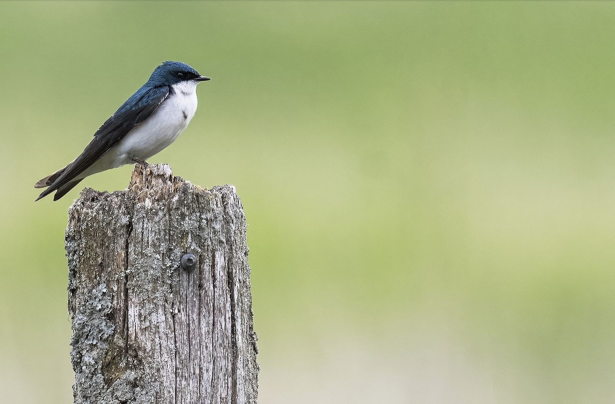 Golondrina Bicolor - ML619894238