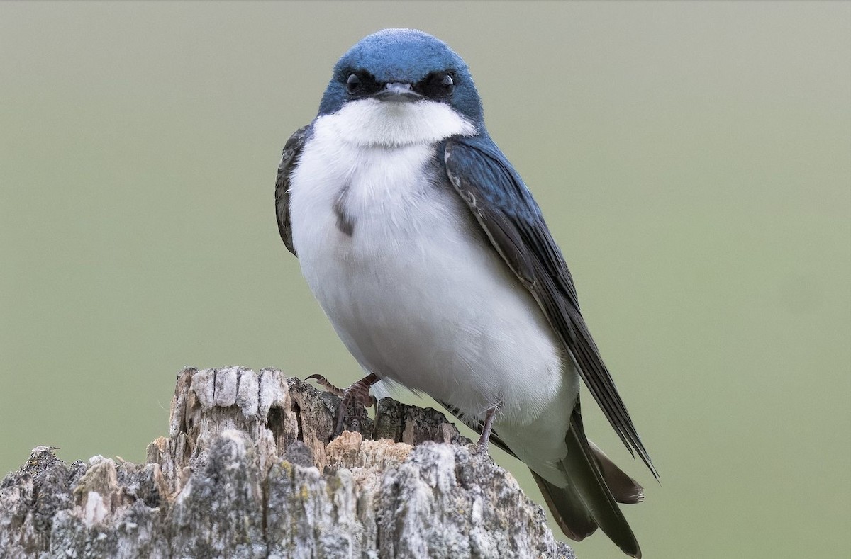 Golondrina Bicolor - ML619894239