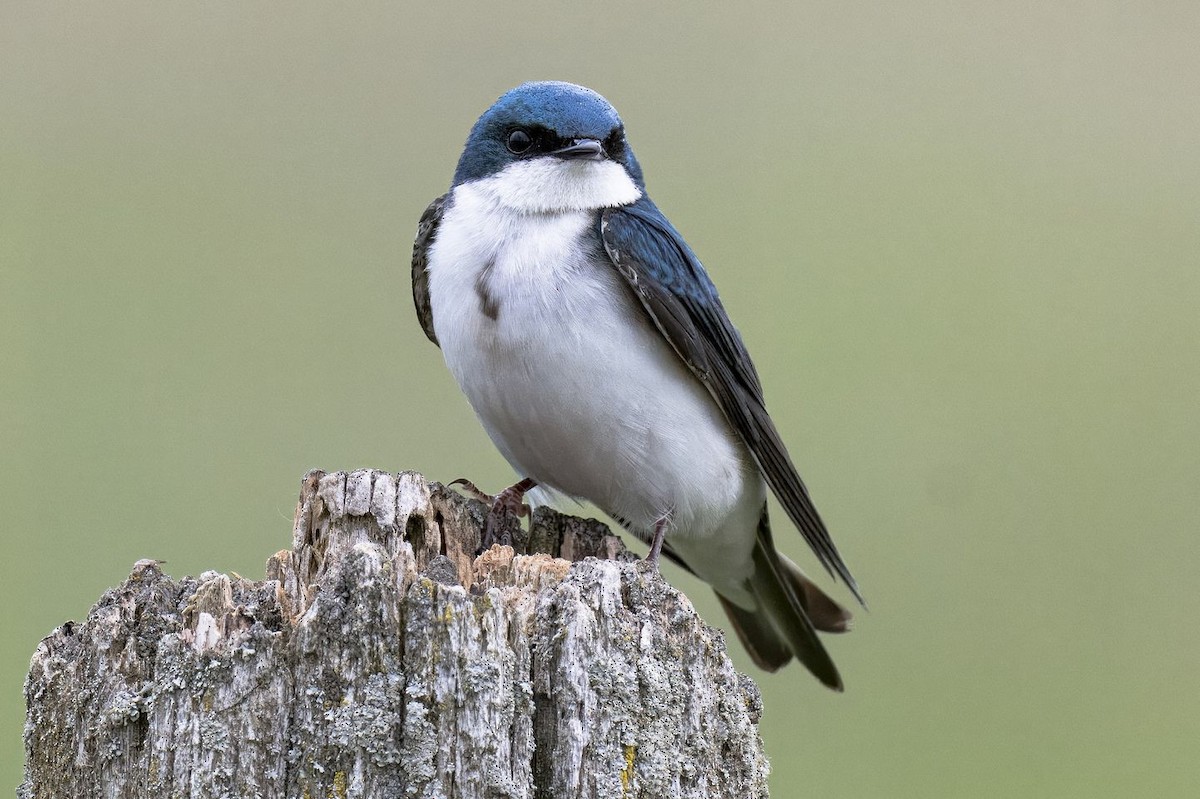 Golondrina Bicolor - ML619894240