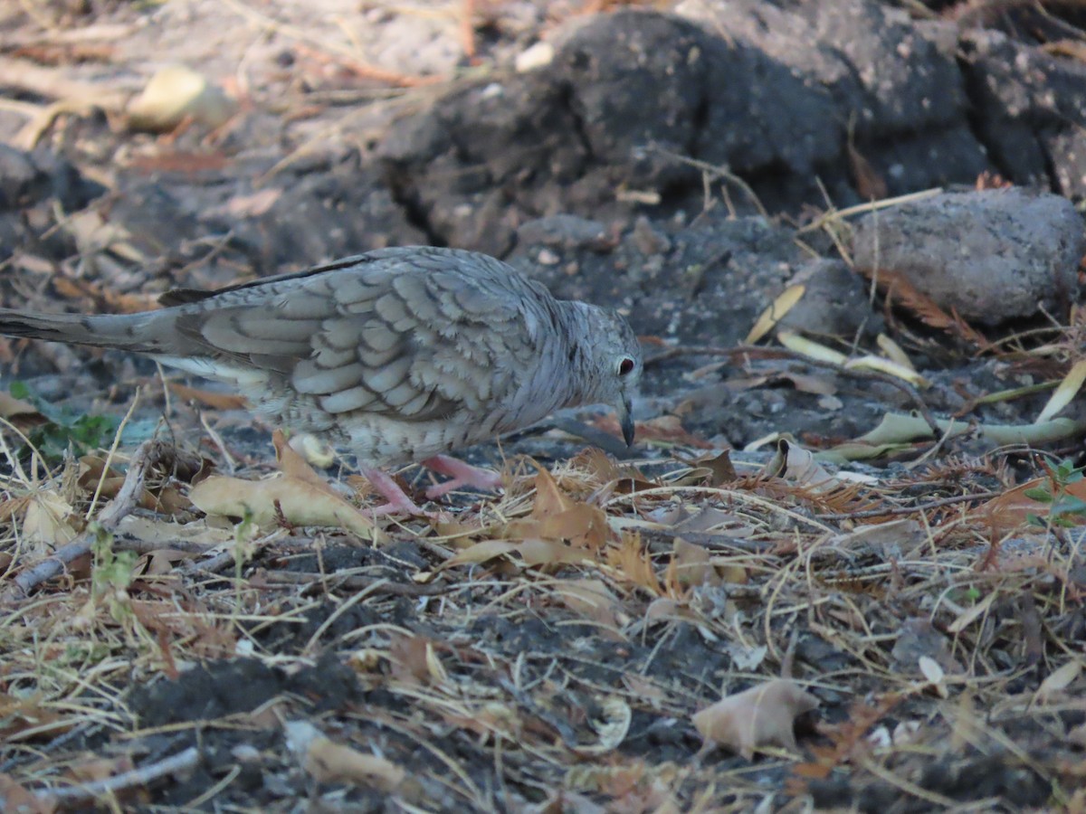 Inca Dove - ML619894241