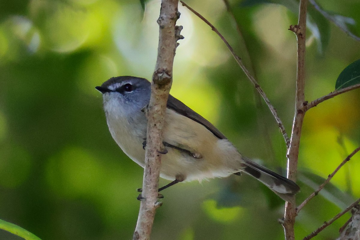 Mangrove Gerygone - ML619894262